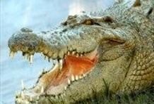 Gatorland & Airboat Safari